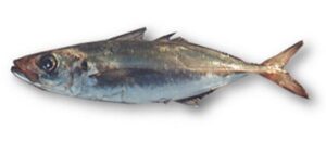 Atlantic Horse Mackerel – Trachurus Trachurus