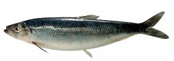 Herring – Clupea Harengus