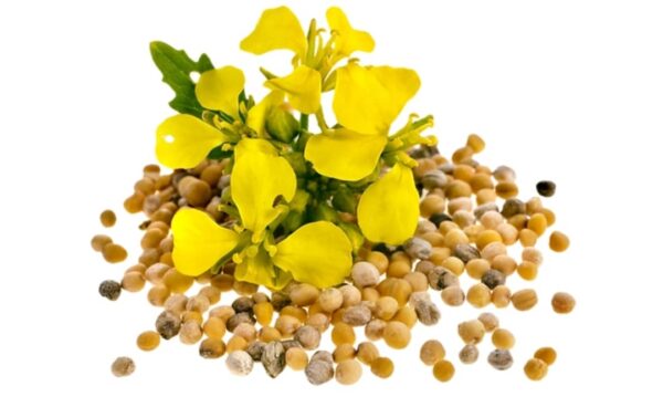 MUSTARD SEEDS