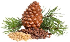 PINE NUT