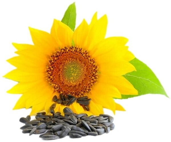 SUNFLOWER SEEDS